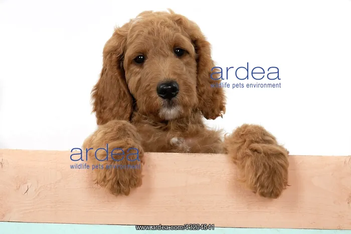 : DOG. Golden Doodle, golden retriever X poodle, p : DOG. Golden Doodle, golden retriever X poodle, p