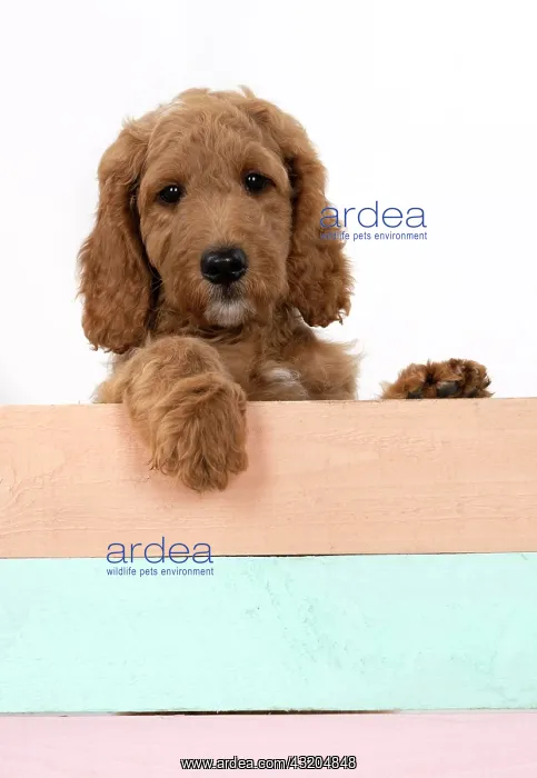 : DOG. Golden Doodle, golden retriever X poodle, p : DOG. Golden Doodle, golden retriever X poodle, p