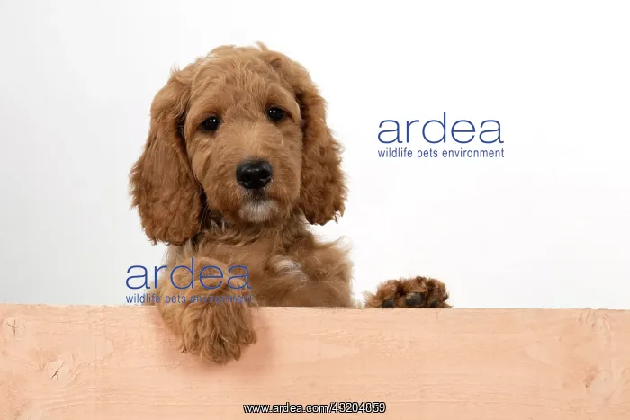 : DOG. Golden Doodle, golden retriever X poodle, p : DOG. Golden Doodle, golden retriever X poodle, p