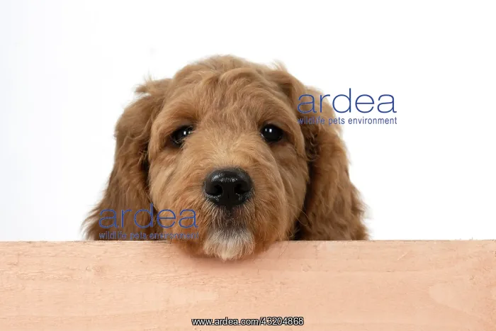  : DOG. Golden Doodle, golden retriever X poodle, p