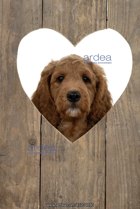: DOG. Golden Doodle, golden retriever X poodle, p : DOG. Golden Doodle, golden retriever X poodle, p