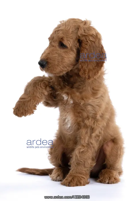 : DOG. Golden Doodle, golden retriever X poodle, p : DOG. Golden Doodle, golden retriever X poodle, p