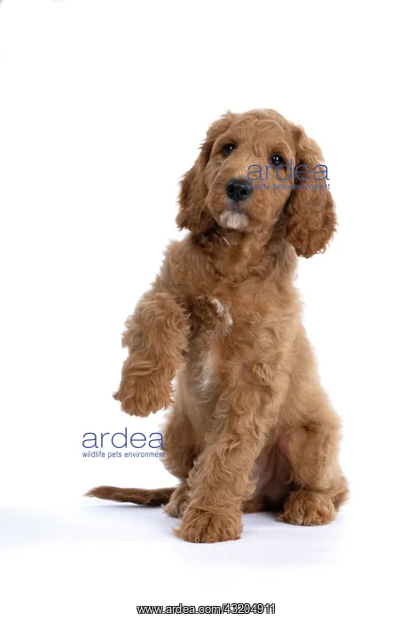: DOG. Golden Doodle, golden retriever X poodle, p : DOG. Golden Doodle, golden retriever X poodle, p