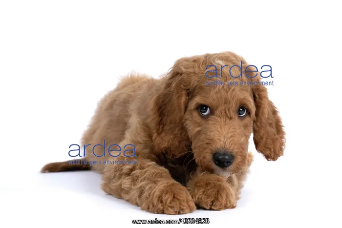 : DOG. Golden Doodle, golden retriever X poodle, p : DOG. Golden Doodle, golden retriever X poodle, p