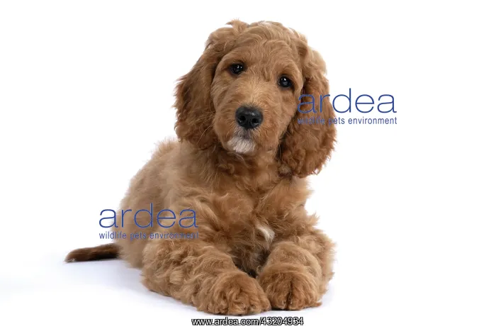 : DOG. Golden Doodle, golden retriever X poodle, p : DOG. Golden Doodle, golden retriever X poodle, p