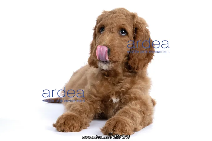 : DOG. Golden Doodle, golden retriever X poodle, p : DOG. Golden Doodle, golden retriever X poodle, p