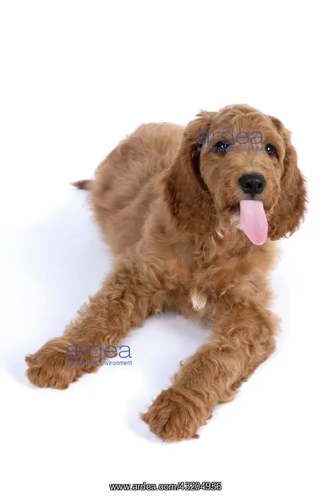 : DOG. Golden Doodle, golden retriever X poodle, p : DOG. Golden Doodle, golden retriever X poodle, p