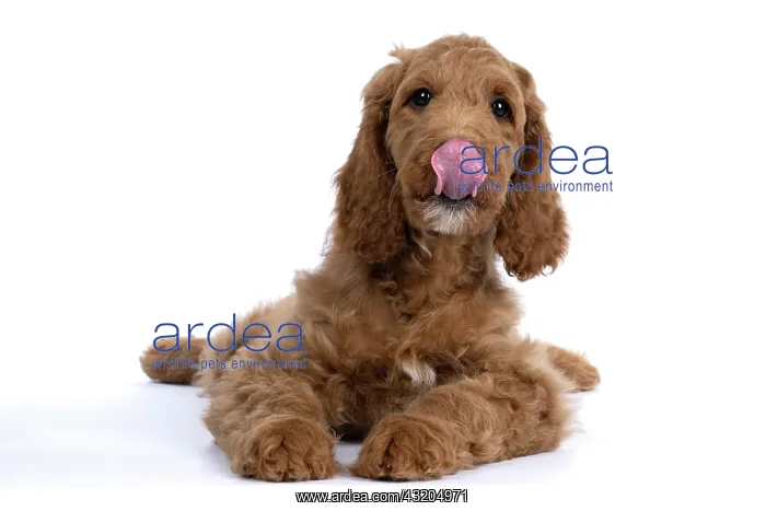 : DOG. Golden Doodle, golden retriever X poodle, p : DOG. Golden Doodle, golden retriever X poodle, p
