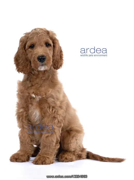 : DOG. Golden Doodle, golden retriever X poodle, p : DOG. Golden Doodle, golden retriever X poodle, p