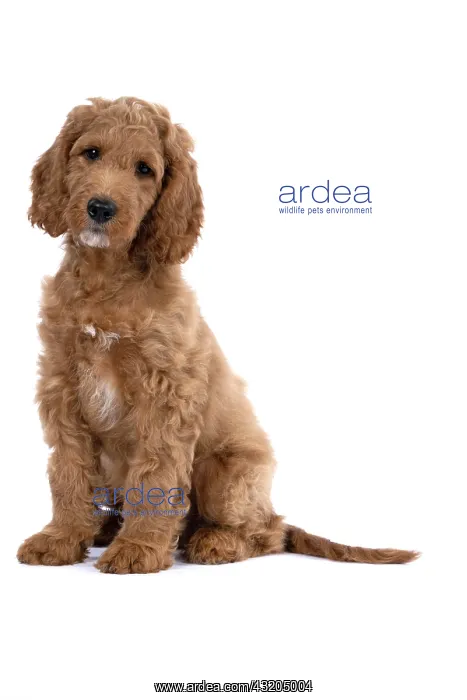 : DOG. Golden Doodle, golden retriever X poodle, p : DOG. Golden Doodle, golden retriever X poodle, p