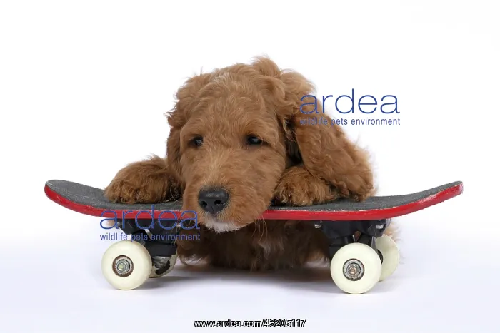 : DOG. Golden Doodle, golden retriever X poodle, p : DOG. Golden Doodle, golden retriever X poodle, p