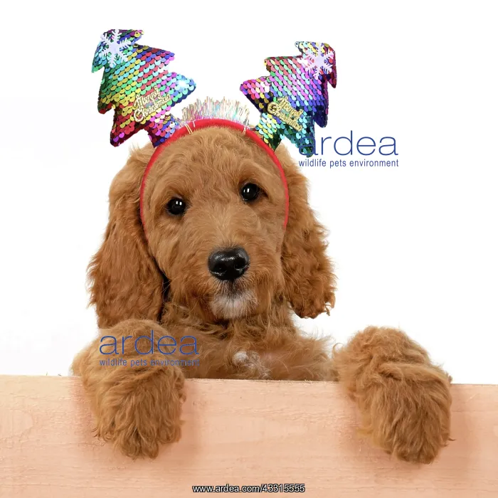 : DOG. Golden Doodle, golden retriever X poodle, p : DOG. Golden Doodle, golden retriever X poodle, p
