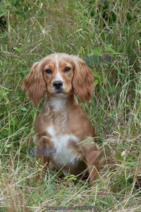 : Dog - Golden English Springer Spaniel : Dog - Golden English Springer Spaniel
