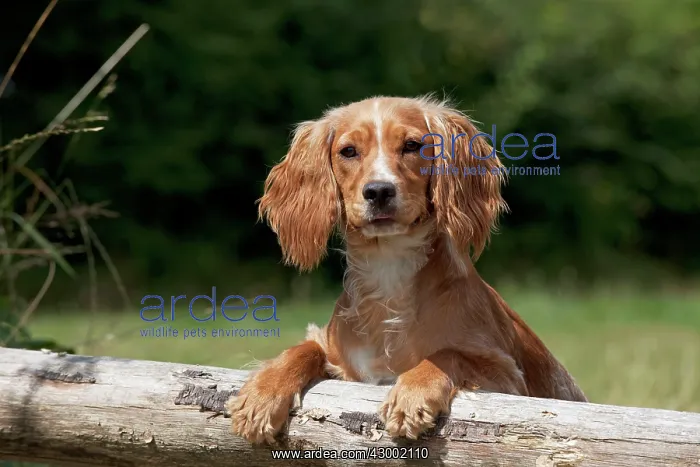 : Dog - Golden English Springer Spaniel : Dog - Golden English Springer Spaniel