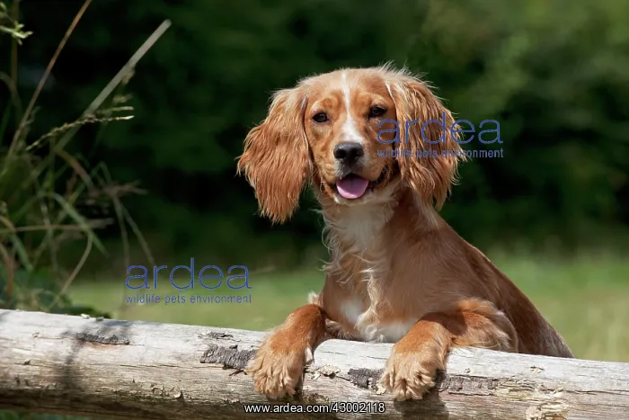 : Dog - Golden English Springer Spaniel : Dog - Golden English Springer Spaniel