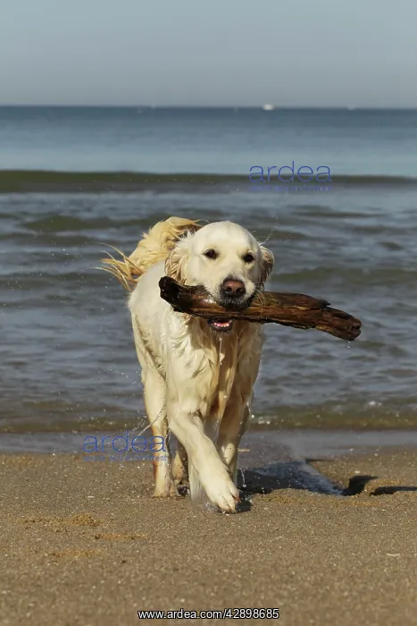  : Dog - Golden Retreiver on beach carrying stick