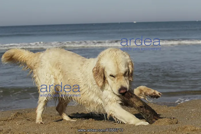 : Dog - Golden Retreiver on beach playing with stick : Dog - Golden Retreiver on beach playing with stick