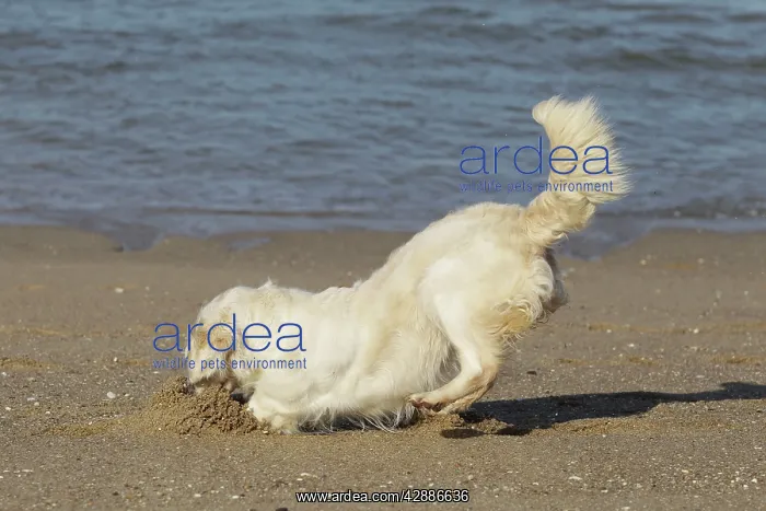 : Dog - Golden Retreiver digging / playing on beach : Dog - Golden Retreiver digging / playing on beach