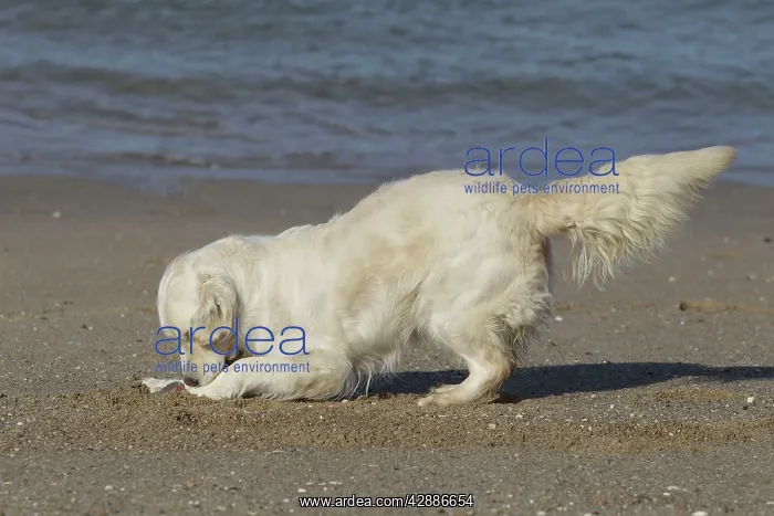 : Dog - Golden Retreiver digging / playing on beach : Dog - Golden Retreiver digging / playing on beach