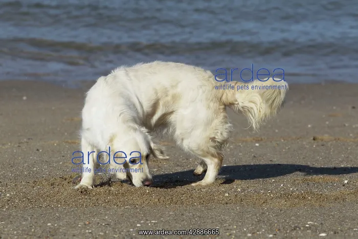 : Dog - Golden Retreiver digging / playing on beach : Dog - Golden Retreiver digging / playing on beach