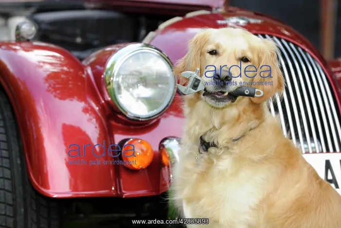 : DOG. Golden retreiver holding spanner in front of car : DOG. Golden retreiver holding spanner in front of car
