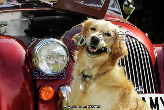 : DOG. Golden retreiver holding spanner in front of car : DOG. Golden retreiver holding spanner in front of car