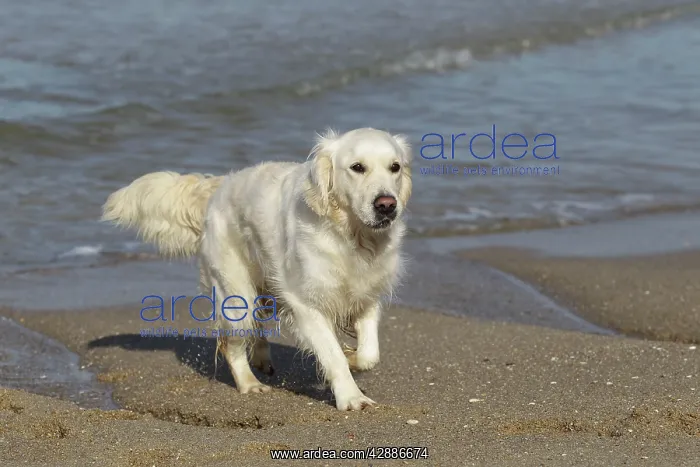 : Dog - Golden Retreiver playing on beach