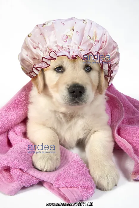 : DOG - Golden Retreiver puppy 7 weeks old - lying : DOG - Golden Retreiver puppy 7 weeks old - lying