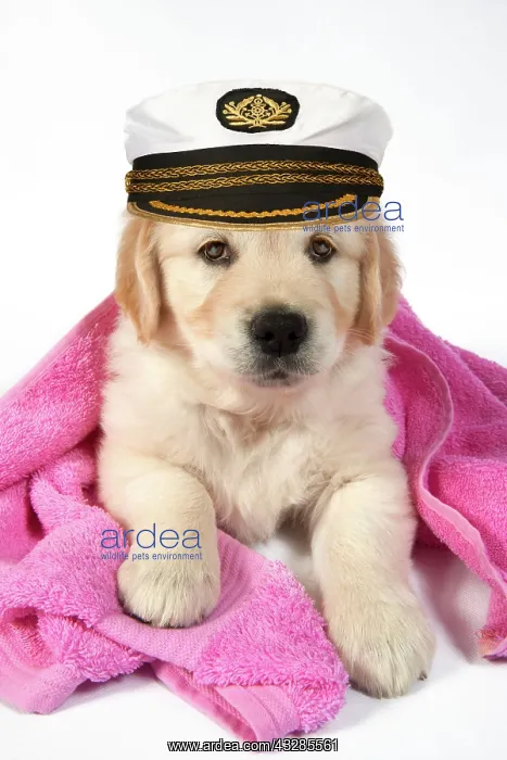 : DOG - Golden Retreiver puppy 7 weeks old - lying down - with : DOG - Golden Retreiver puppy 7 weeks old - lying down - with