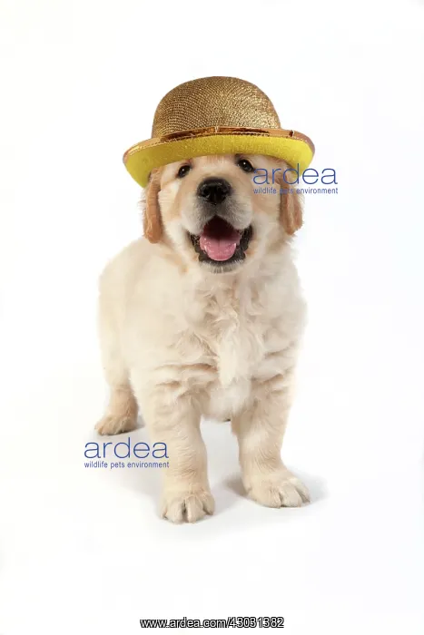 : DOG - Golden Retreiver puppy 7 weeks old - standing : DOG - Golden Retreiver puppy 7 weeks old - standing