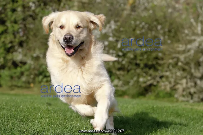  : Dog - Golden Retreiver - running