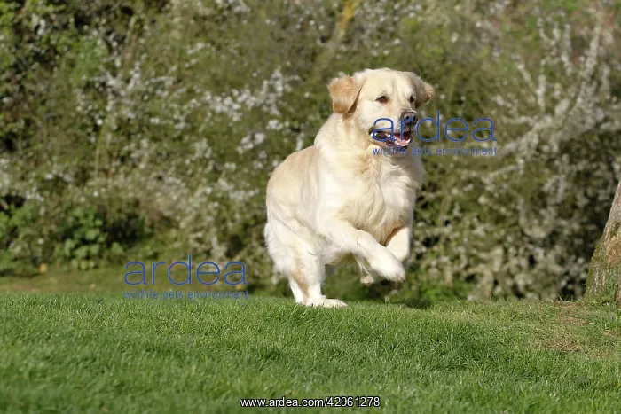  : Dog - Golden Retreiver - running
