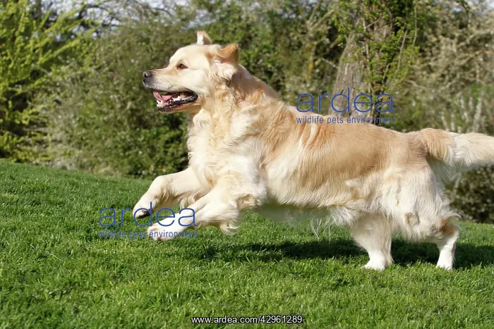  : Dog - Golden Retreiver - running