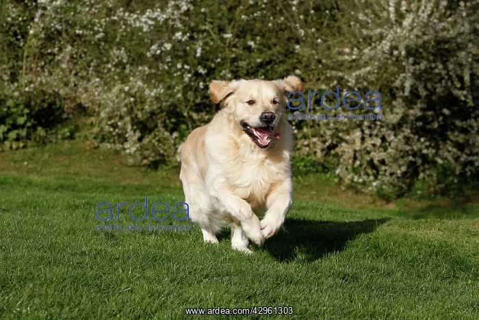  : Dog - Golden Retreiver - running