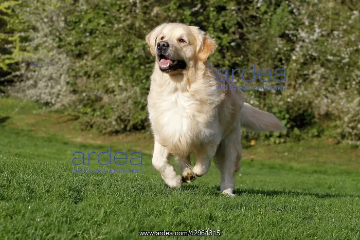  : Dog - Golden Retreiver - running