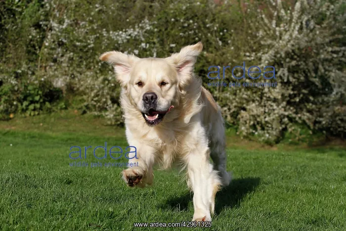  : Dog - Golden Retreiver - running