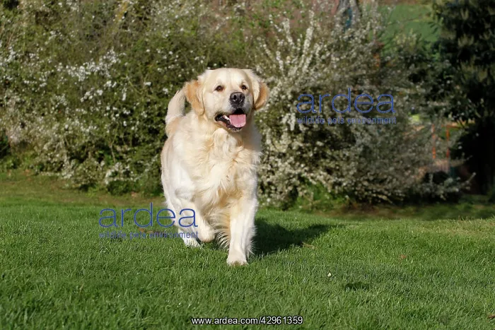  : Dog - Golden Retreiver - running