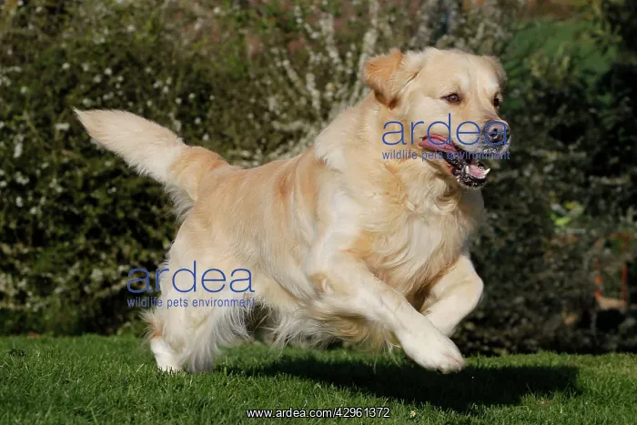  : Dog - Golden Retreiver - running