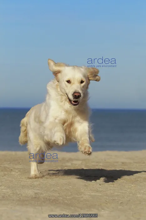  : Dog - Golden Retreiver running on beach