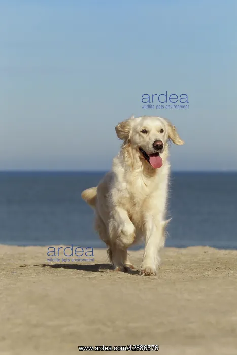 : Dog - Golden Retreiver running on beach