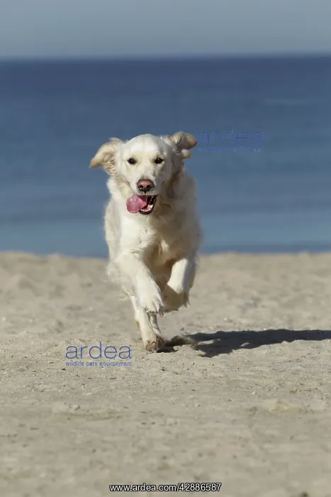  : Dog - Golden Retreiver running on beach