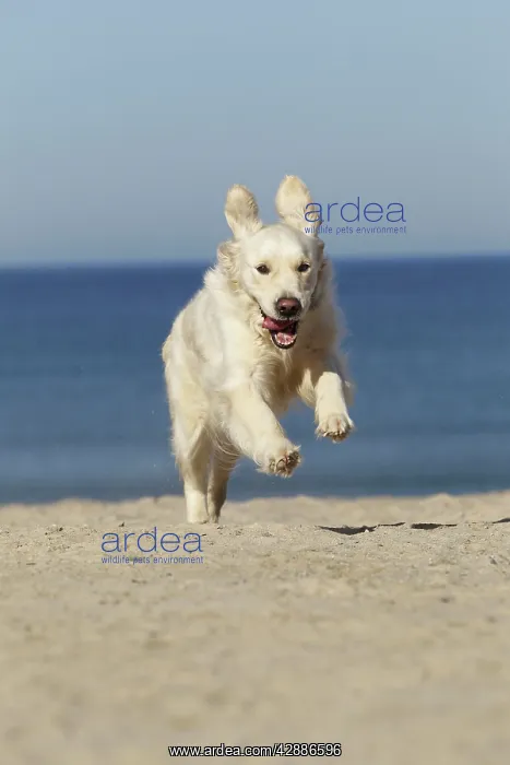  : Dog - Golden Retreiver running on beach