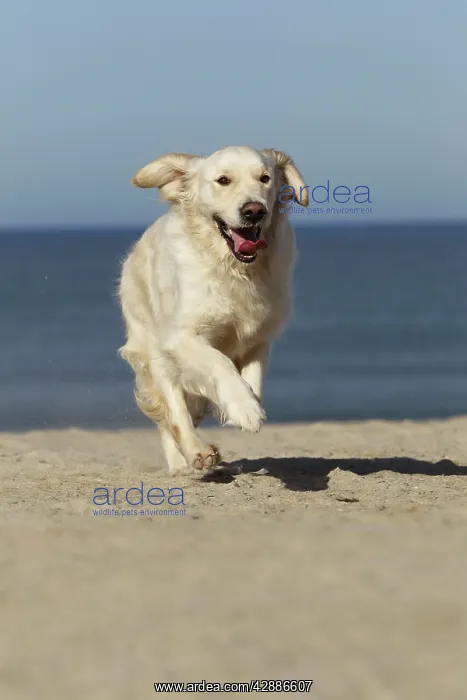  : Dog - Golden Retreiver running on beach