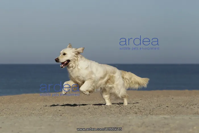  : Dog - Golden Retreiver running on beach