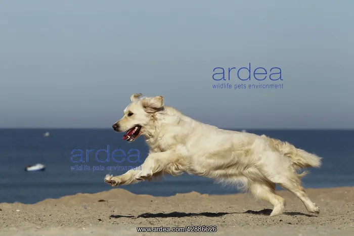  : Dog - Golden Retreiver running on beach