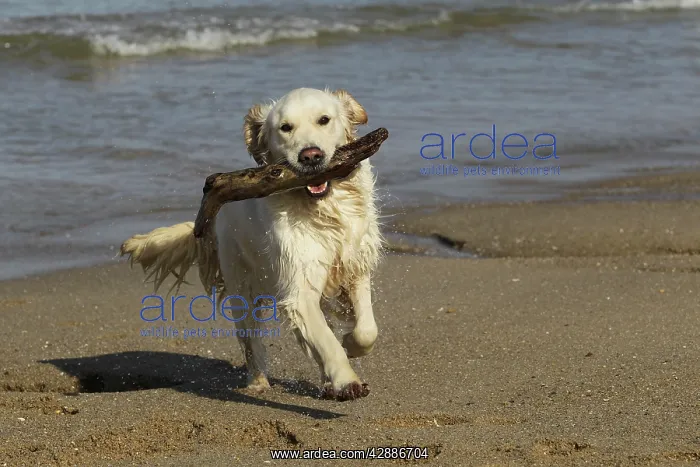 : Dog - Golden Retreiver running on beach carrying stick : Dog - Golden Retreiver running on beach carrying stick