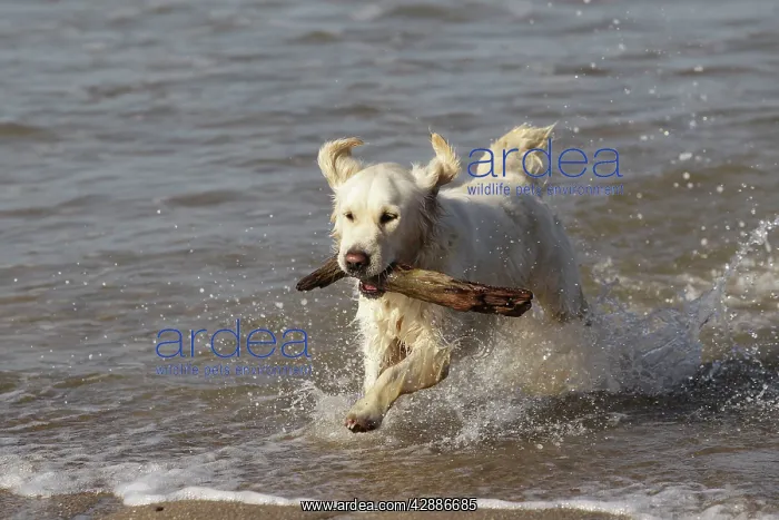 : Dog - Golden Retreiver running in sea carrying stick : Dog - Golden Retreiver running in sea carrying stick