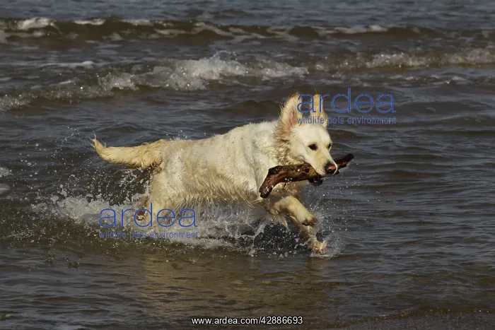 : Dog - Golden Retreiver running in sea carrying stick : Dog - Golden Retreiver running in sea carrying stick