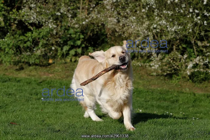: Dog - Golden Retreiver - running - with stick : Dog - Golden Retreiver - running - with stick