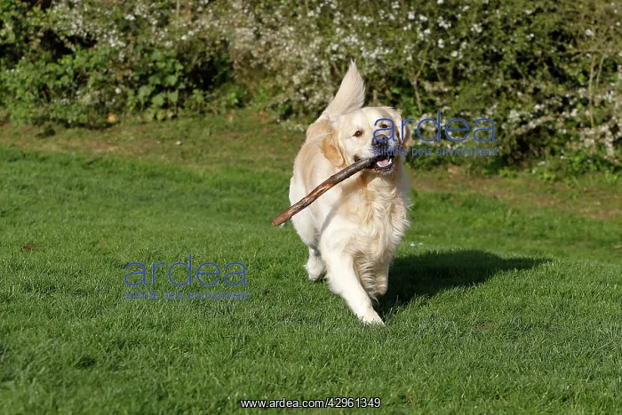 : Dog - Golden Retreiver - running - with stick : Dog - Golden Retreiver - running - with stick